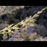 Juniperus chinensis cv Aurea (fam Cupressacees) (5)